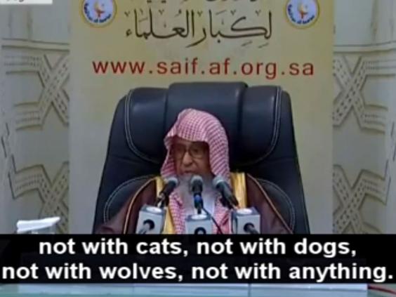 saudi-cats3